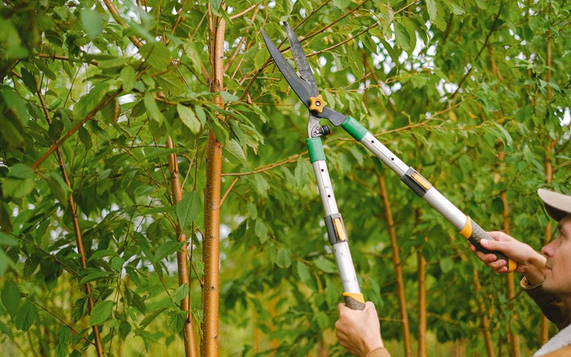 Tree trimming in Honey Grove, PA
